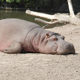 Hippo